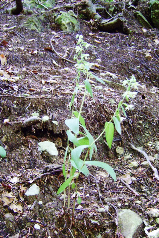 Epipactis sp.